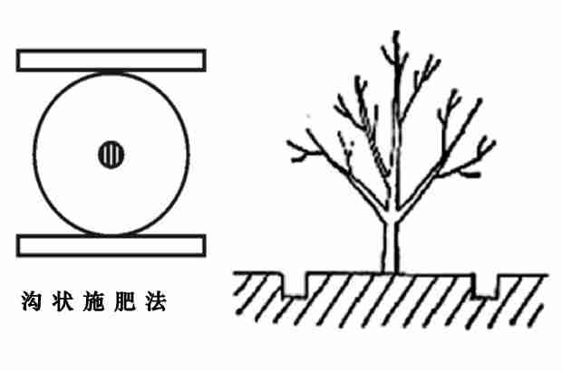 脐橙施肥方法有几种？